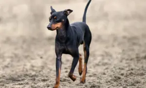 Czarny english toy terrier z rudymi znaczeniami biegnie po piaszczystym podłożu.