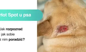 Obrzękłe, zaczerwienione miejsce na skórze psa to **hot spot u psa**. Dowiedz się, jak go rozpoznać i leczyć.