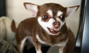 Brązowy chihuahua z białymi znaczeniami pokazuje zęby. Czy psy się uśmiechają? Ten piesek wygląda na zadowolonego!