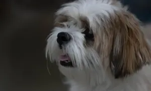 Uroczy piesek Shih Tzu z wywieszonym języczkiem. Zastanawiasz się, czy pies może jeść miód?