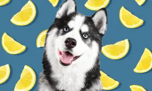 Słodki husky z niebieskimi oczami, otoczony plasterkami cytryny. Czy pies może cytryne? Ten psiak wygląda na zadowolonego, mimo otoczenia cytrusami.