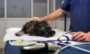 Weterynarz uspokaja psa na stole. Zastanawiasz się, po jakim czasie pies wydali połknięty przedmiot?