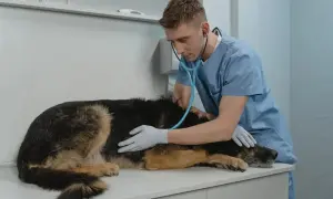Weterynarz bada owczarka niemieckiego, który się trzęsie. Pies leży na stole, a lekarz osłuchuje go stetoskopem.