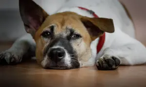 Zmęczony piesek z lekko wygiętym grzbietem leży na podłodze, patrząc wprost przed siebie.
