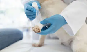 Weterynarz opatruje łapę psa, która ma rozciętą poduszkę.
