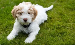 Uroczy szczeniak rasy lagotto romagnolo leży na zielonej trawie, z zaciekawieniem patrząc w obiektyw.