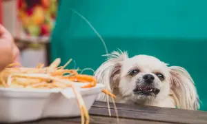 Mały piesek z zaciekawieniem patrzy na talerz krewetek. Czy pies może jeść krewetki?