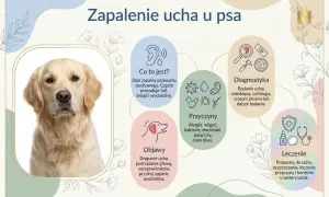 Golden retriever z zapaleniem ucha. Infografika opisuje objawy, przyczyny i leczenie bólu ucha u psa.
