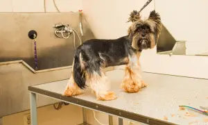 Yorkshire terrier, jedna z ras psów bez podszerstka, czeka na kąpiel w salonie groomerskim.