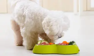 Puszysty piesek zajada zdrowy kurczak dla psa z miseczki z warzywami.
