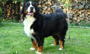 Bernese mountain dog, nie border collie, stoi na trawie. W tle stos drewna i siatka.