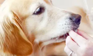 Złoty retriever dostaje smakołyk. Czy pies może jeść pasztet? To pytanie często zadają właściciele czworonogów.