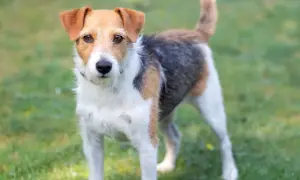 Parson russell terrier charakter: energiczny, ciekawski piesek o trójkolorowym umaszczeniu, gotowy do zabawy na trawie.