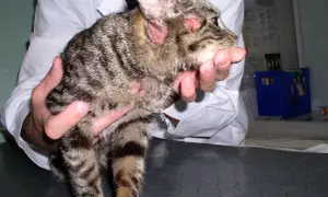 Kot z zaczerwienionymi uszami i łysymi plamami na skórze, widoczne objawy alergii u kota.