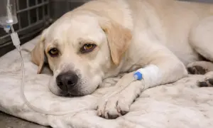 Labrador leży pod kroplówką, walcząc z leptospirozą. Jego oczy wyrażają zmęczenie, ale też nadzieję na powrót do zdrowia.