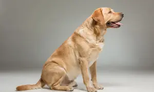 Złoty labrador siedzi, patrząc w bok z językiem na zewnątrz. Oto jak wygląda labrador.