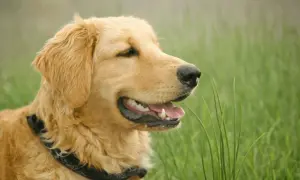 Złoty retriever w zielonej trawie, zastanawia się, czy pies może jeść szczypiorek.