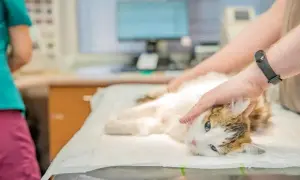 Weterynarz bada kota, szukając domowych sposobów na zatwardzenie u kota. Kot leży na stole, a jego głowa jest delikatnie głaskana.