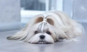 Słodki shih tzu z uroczą kokardką na głowie, leżący na podłodze. Jego łagodny charakter widać w spojrzeniu.
