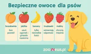 Uśmiechnięty piesek cieszy się owocami: brzoskwinią, jabłkiem, bananem, truskawką i maliną. Dowiedz się, co jedzą psy!