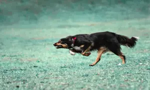 Pies w szaleńczym pędzie, doświadczający **zoomies u psa**. Czarny pies z rudymi znaczeniami pędzi przez zieloną trawę, z językiem na wierzchu i w pełni energii.