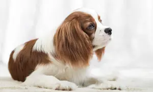 Uroczy Cavalier King Charles Spaniel, znany z tego, że jest jednym z najłagodniejszych psów dla dziecka, leży na jasnym tle.
