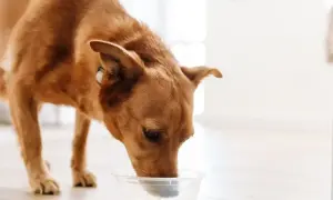 Rudy piesek z zaciekawieniem pije coś z miseczki. Czy pies może kefir? Ten psiak chyba tak, bo wygląda na zadowolonego.