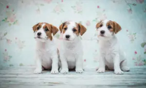 Trzy urocze szczenięta Jack Russell Terrier siedzą przed kwiecistą tapetą. Zastanawiasz się, ile powinien jeść szczeniak tej rasy?