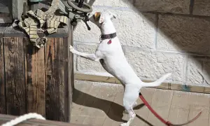 Biały piesek w akcji, trenuje nosework dla psa, badając tajemnicze zapachy przy drewnianej skrzyni i kamiennej ścianie.