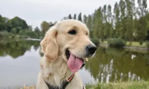 Uśmiechnięty golden retriever z językiem na wierzchu, siedzący nad jeziorem.