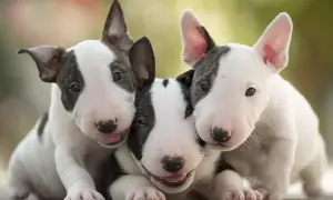 Trzy urocze szczenięta bull terrier, które w przyszłości mogą być uznawane za najgroźniejsze psy, teraz wyglądają na niewinne i przyjazne.