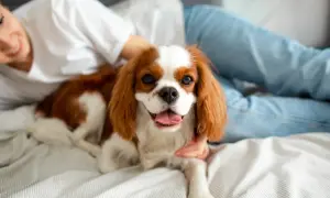 Uśmiechnięta osoba głaszcze najsłodszego psa na świecie, Cavaliera Kinga Charlesa Spaniela, leżącego na łóżku.
