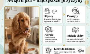 Pies z powodu świądu intensywnie liże łapę. Obok objawy, przyczyny (pasożyty, alergie, infekcje skóry) i kiedy do lekarza.