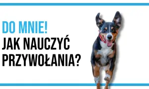 Radosny pies biegnie do Ciebie! Dowiedz się, jak nauczyć psa przywołania, by zawsze wracał na zawołanie.