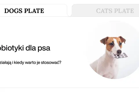Jack Russell terrier z blistrem tabletek w pysku. Dowiedz się, jakie suplementy dla psa są najlepsze.