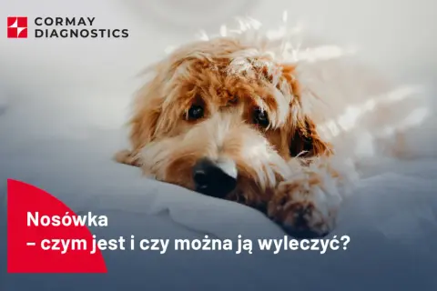 Smutny piesek leży na białym tle. Napis "Nosówka - czym jest i czy można ją wyleczyć?" sugeruje, jak wygląda nosówka u psa.