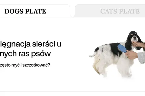 Pielęgnacja długiej, dwukolorowej sierści psa rasy cocker spaniel, szczotkowanej przez groomera.