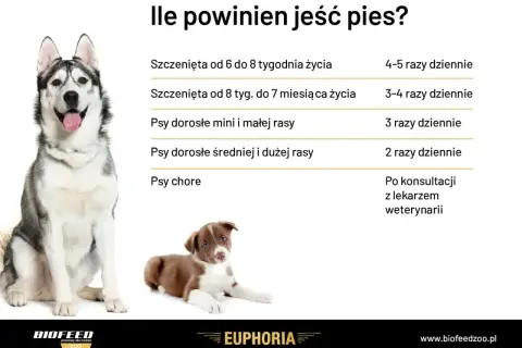 Tabela: ile powinien jeść szczeniak i pies dorosły. Husky i szczeniak border collie obok tabeli.