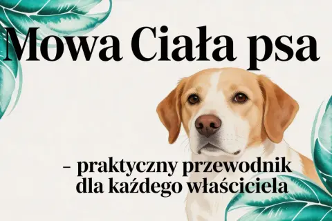 Mowa ciała psa: praktyczny przewodnik dla każdego właściciela. Poznaj fascynujące ciekawostki o psach i ich komunikacji.