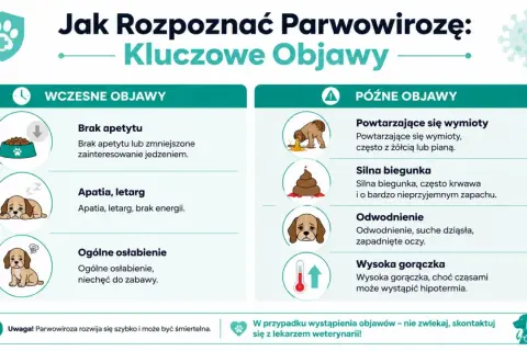 Objawy parwowirozy u szczeniaka: brak apetytu, apatia, wymioty, biegunka, odwodnienie, gorączka. Szybka reakcja jest kluczowa.