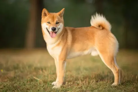 Uśmiechnięty shiba inu, z charakterystycznym zawiniętym ogonem, prezentuje swój wesoły shiba inu charakter na tle trawy i drzew.