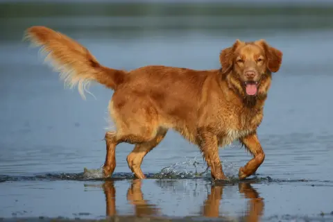 Radosny retriever z Nowej Szkocji pluska w wodzie, machając puszystym ogonem.