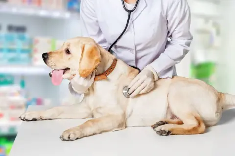 Weterynarz bada labradora. Pies nie sika, więc właściciel martwi się o jego zdrowie.