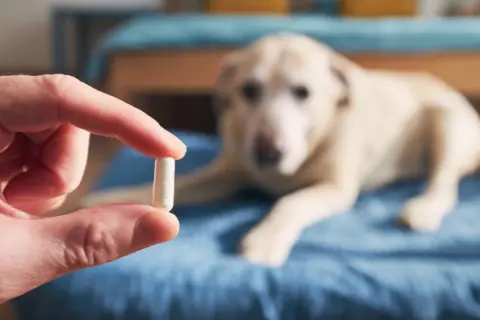 Dłoń trzyma kapsułkę, a w tle leży pies. Czy to paracetamol dla psa?