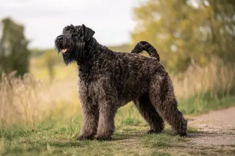 Bouvier des Flandres z kudłatym futrem stoi na tle łąki.