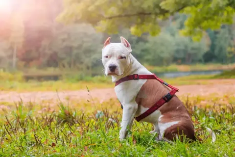 Piękny amerykański staffordshire terrier w czerwonej uprzęży siedzi na trawie, w tle jesienny park.