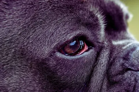 Zbliżenie na oko psa rasy Cane Corso. Widoczna jest błona migawkowa, czyli trzecia powieka u psa, lekko zaczerwieniona.