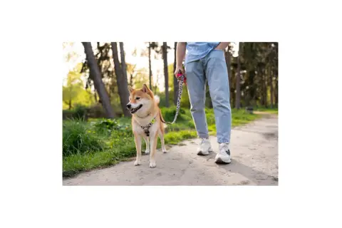 Shiba Inu na smyczy w parku, idealny przykład, jak nauczyć psa chodzić na smyczy.