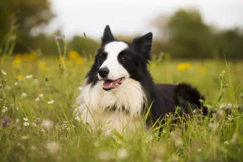 Inteligentny border collie z charakterystycznym czarno-białym umaszczeniem leży na łące pełnej kwiatów.