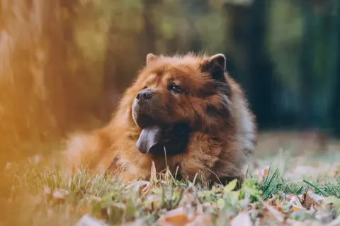 Puszysty pies rasy chow chow leży na trawie, z językiem na wierzchu.